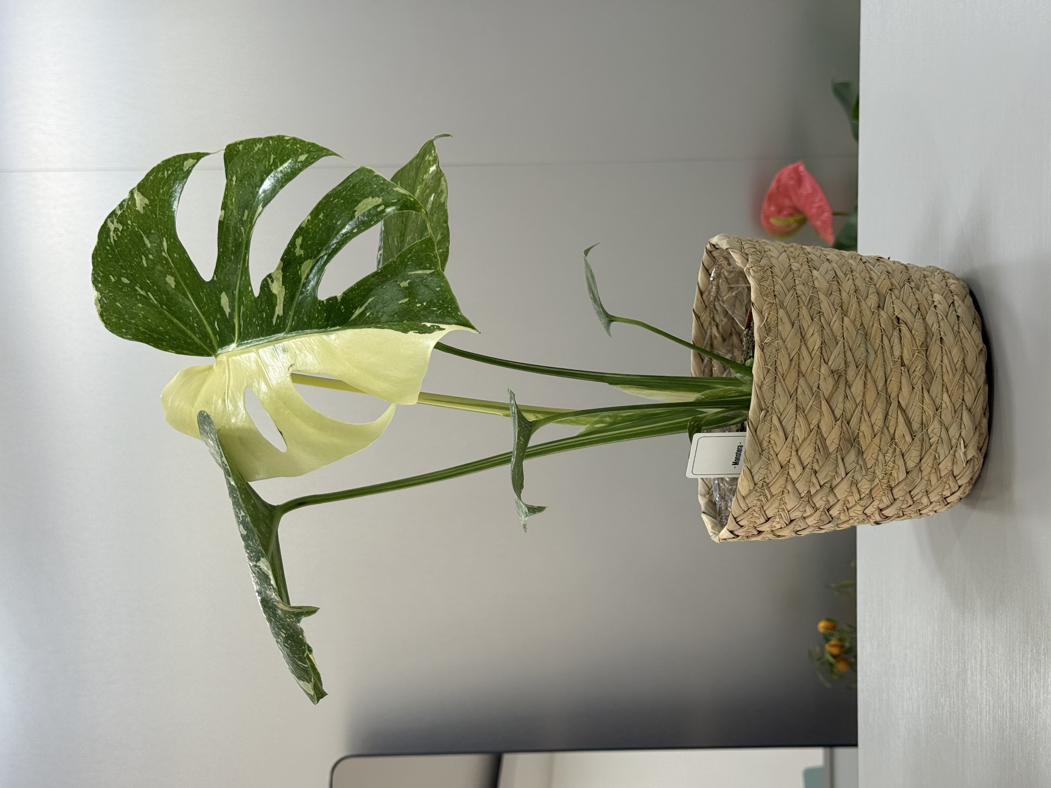 Monstera albă